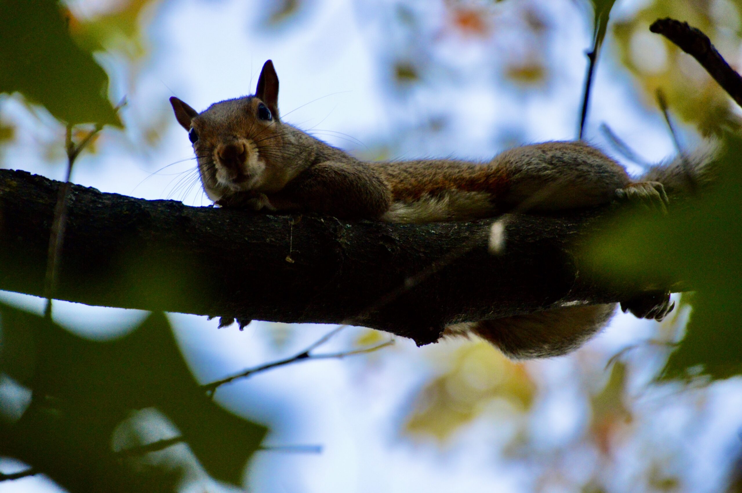 Close up image of a squirrel laying on a branch