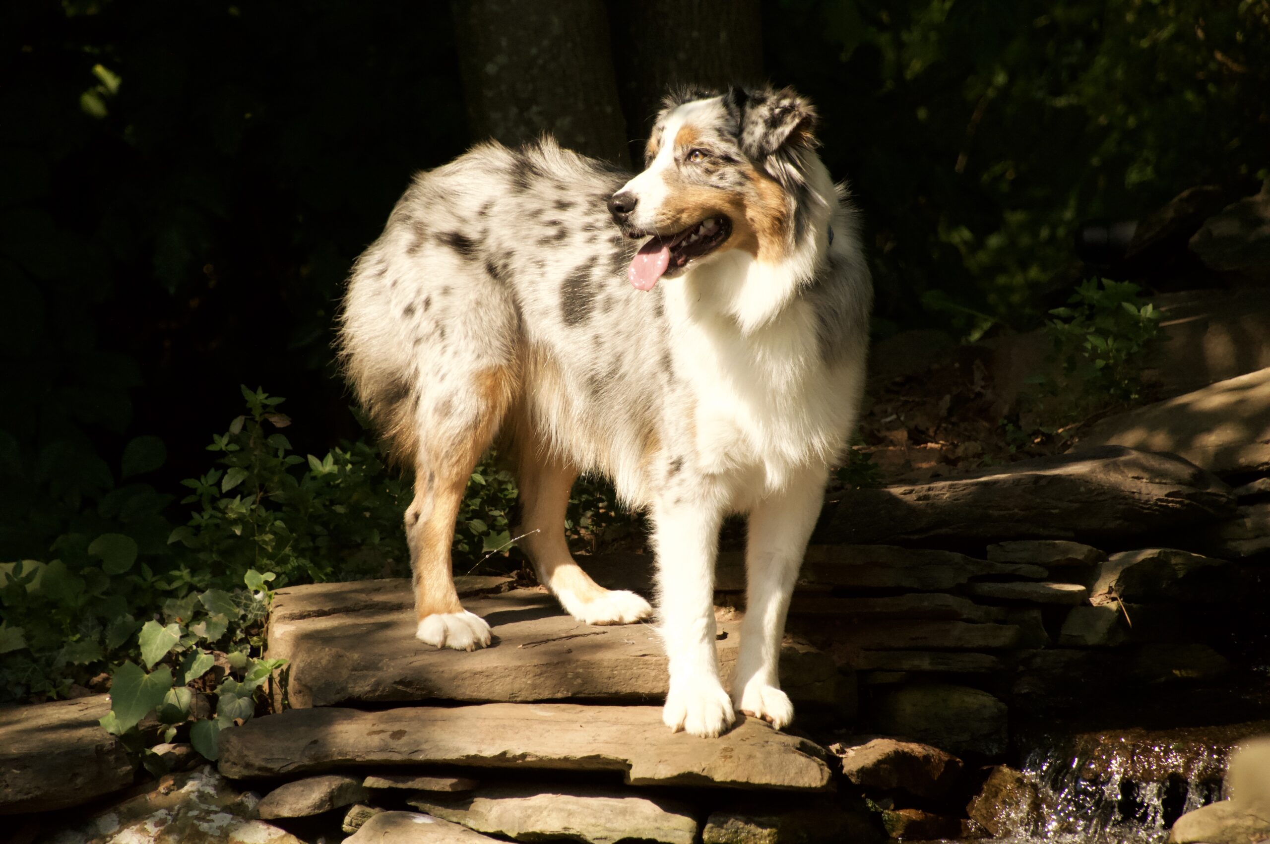 Australian shepherd in the sun, standing, looking to the left, on a set of rocks that line a waterfall.