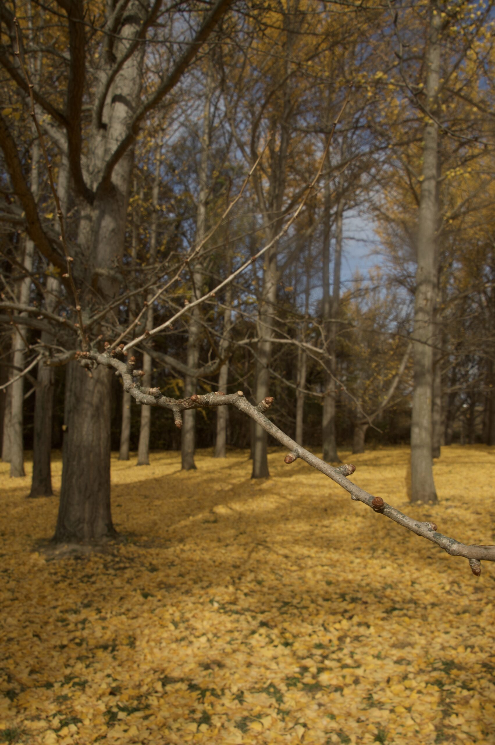 Focused image of a tree branch. Trees surrounded by fallen yellow/orange leaves