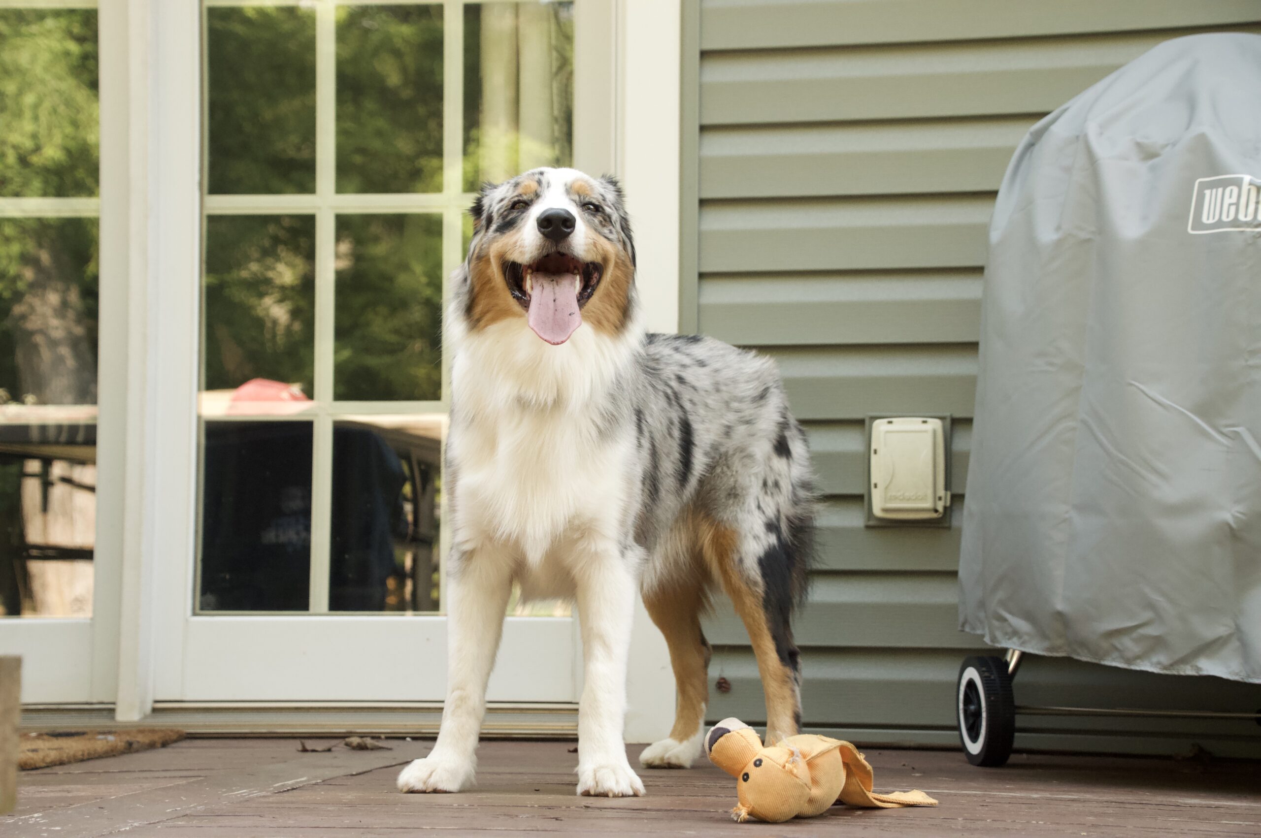 Australian shepherd standing in front of a house, looking straight at the camera. An orange toy sits on the ground next to his paws