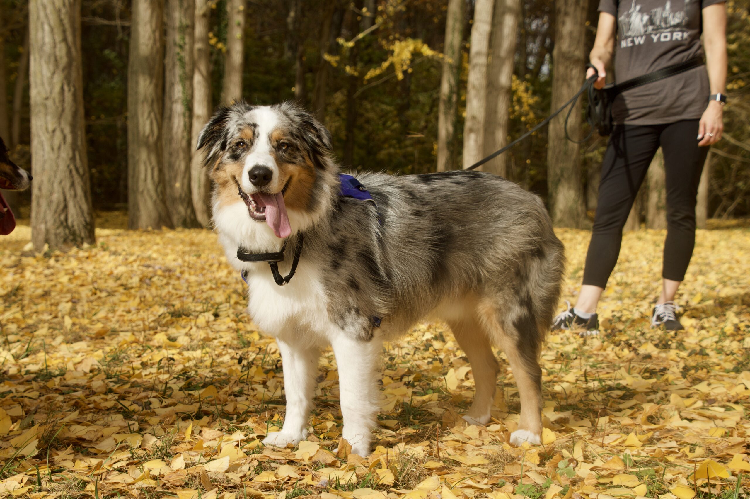 Australian shepherd standing in yellow/orange leaves with his tongue sticking out