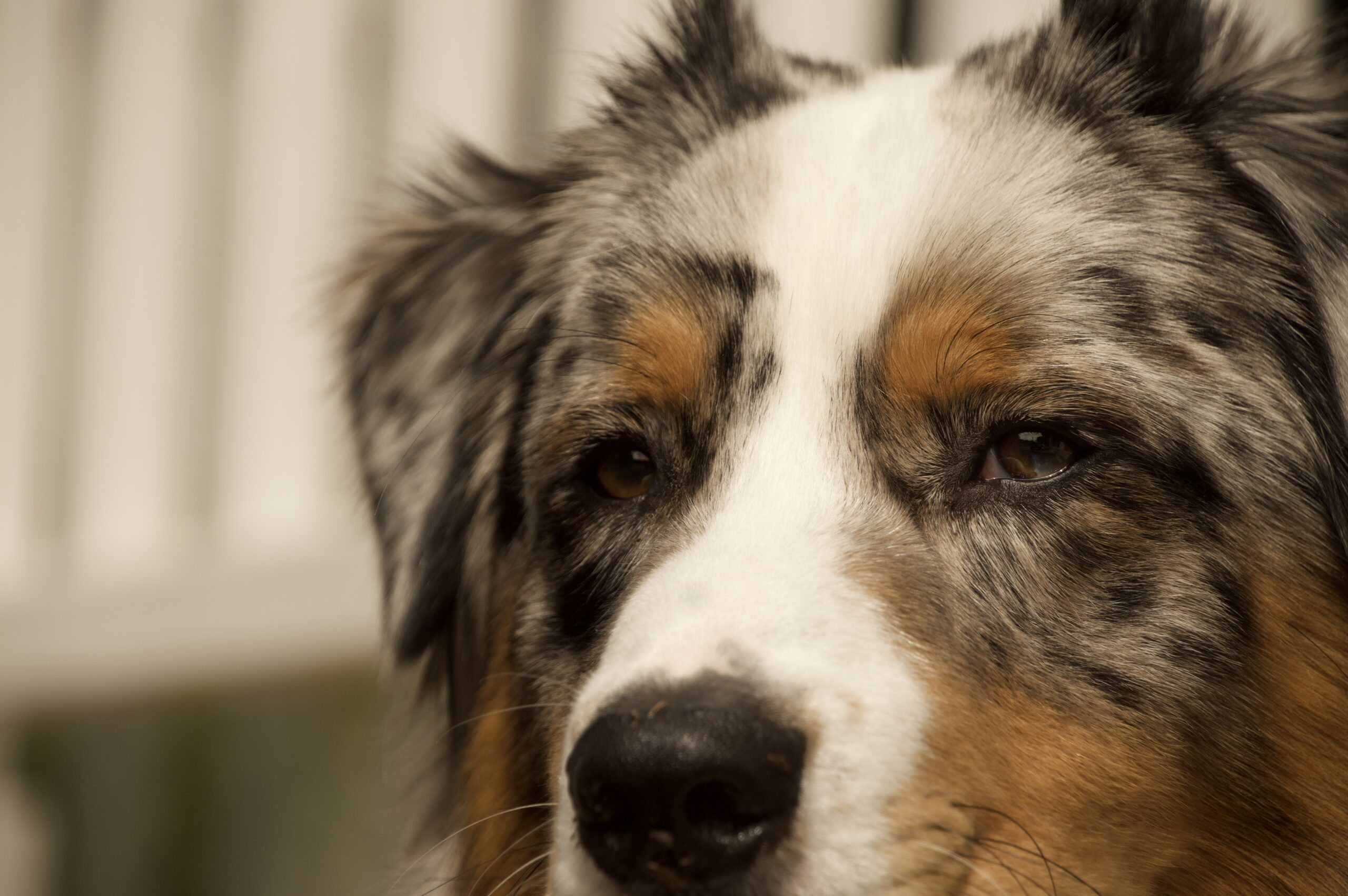 Close up focused image of an Australian shepherds face