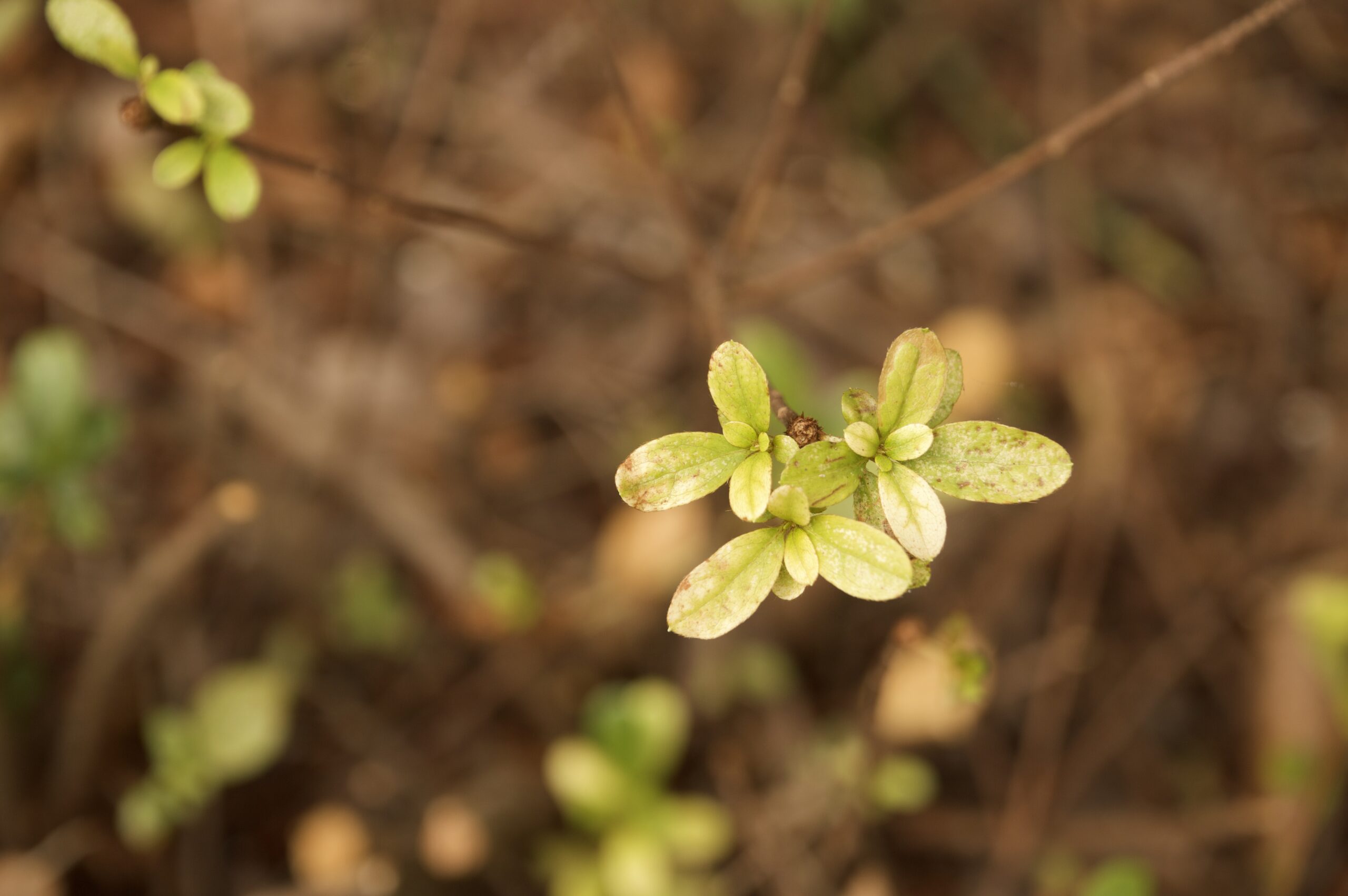 Blurred, brown background with small green leaves in focus