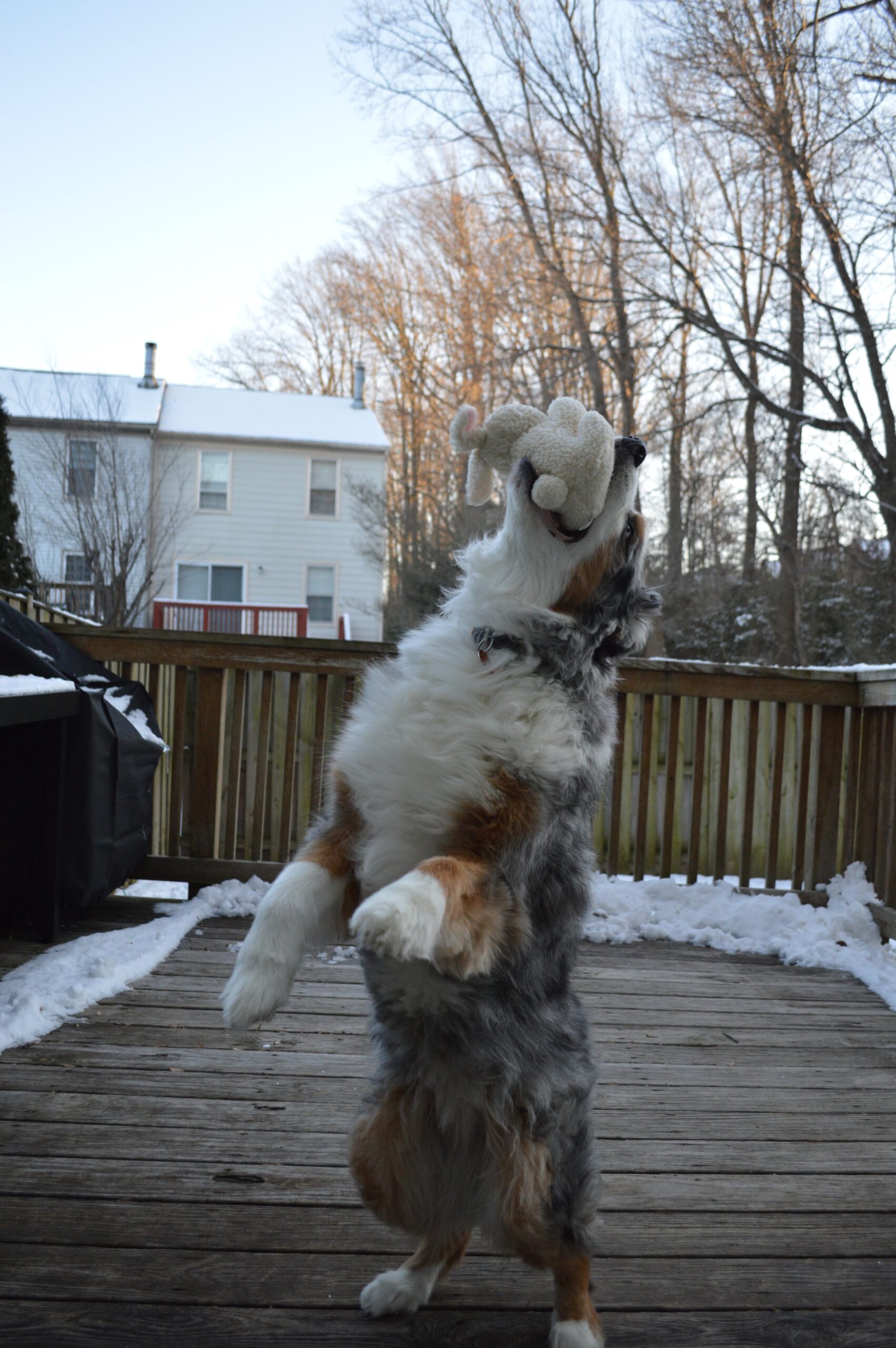 Australian shepherd jumping up on two back paws to catch a white, bunny shaped stuffed animal.